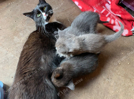 2 kittens looking for new homes