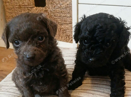 Toy poodle pups   ️