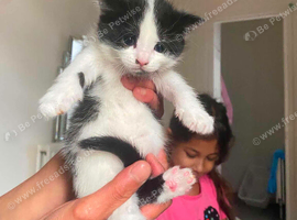 Kitten