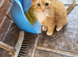 Kittens for sale