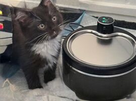 mainecoon cross ragdoll kittens beautiful mix