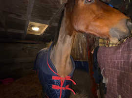 Part Loan - 16.1hh Ex-Racer Thoroughbred Gelding