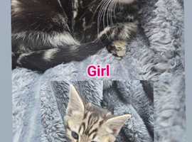 kittens ready to goLittle ones ready to find a loving family.  They are ready to eat food appropriate for their age.  They are trained to use the litt