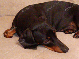 liily 2 years old Dachshund