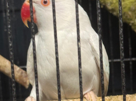 White Ringneck Parrot