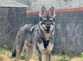 GSD x husky