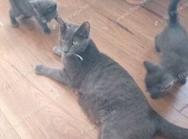 Russian  blue x
