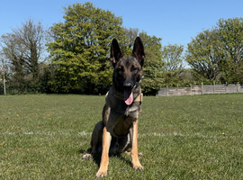 Ace the Belgian Shepard