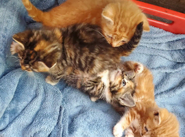 Ragdoll X kittens