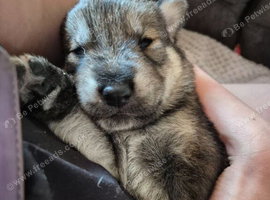 Husky/wolf hybrid Cross german shepherd pups