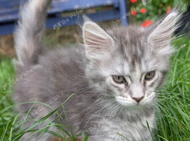 Maine Coon Kittens