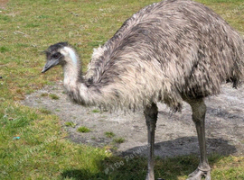 Male Emu, 18 Months old