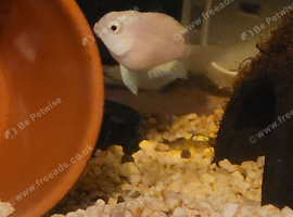 Group of 6 Platinum polar parrots &pound;25