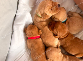 Stunning KC registered lab puppies.
