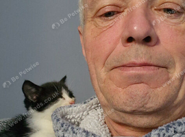 Kitten black and white girl