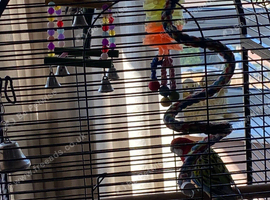 Rosellas