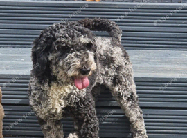 Adult Poochons & Miniature Poodle