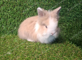 DOUBLE MANED LIONHEADS