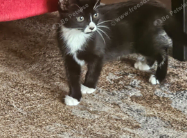Black & White Female Kitten Looking for a Loving Home