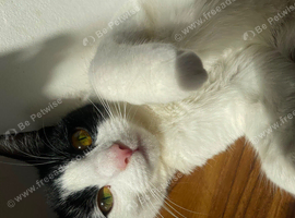 Rehoming a lovely female cat