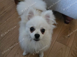 Pomeranian puppy 7m
