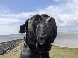 22 months old female Cane Corso