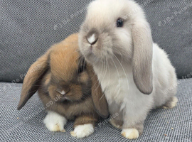 3 baby mini lops