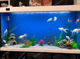 Different types fish