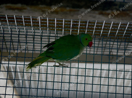 Male and female green ringneck