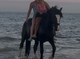 15.2h lightweight cob gelding alrounder