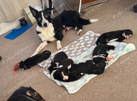 Meet your new best friend pure breed baby collies