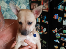Chihuahua x Jack Russell cross