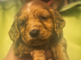 Gorgeous puppies