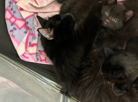 Black Fluffy Kittens for sale