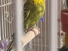 Free, 3 budgies.