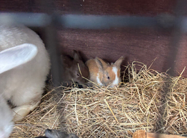 Baby bunnies