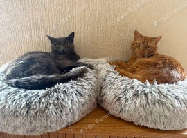 Two loving cats