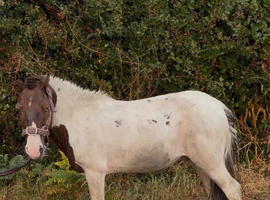 Shetland Gelding name Billy