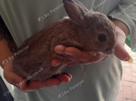Baby rabbits for sale
