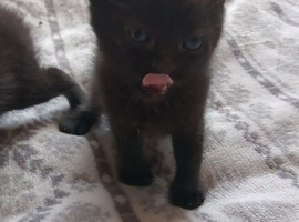 2 boy kittens for sale