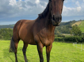 Beautiful horse