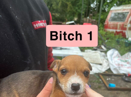 6 adorable Jack Russell puppy's looking for their forever home