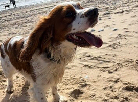 Cocker spaniel x king Charles
