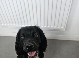 Beautiful loving one year old female
