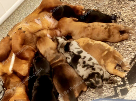 Dachshund puppies