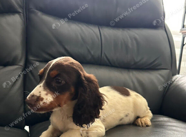 13 week old stunning cocker girl