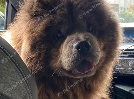 Brown Female Chow Chow