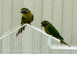 Proven Breeding Pair of Conures