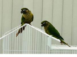 Proven breeding Pair of Conures