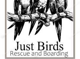 Parrot / bird rescue, in Hampshire, we rescue, rehabilitate and rehome